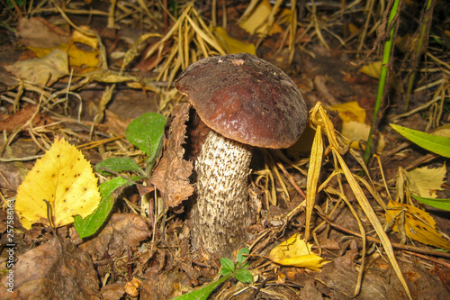 Obraz na płótnie growing mushroom in the grass w salonie