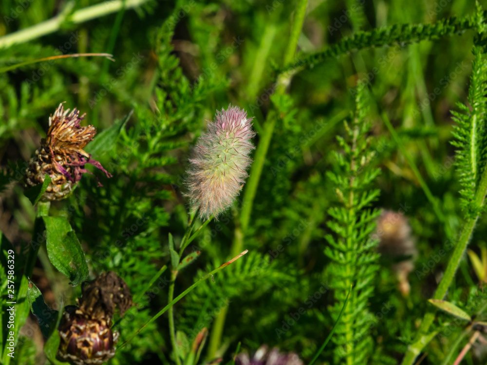 Oldfield clover or Trifolium arvense flowers close-up with bokeh background, selective focus, shallow DOF Oldfield clover or Trifolium arvense flowers close-up with bokeh background, selective focus, shallow DOF