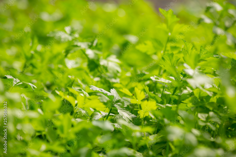 Hydroponics system, planting vegetables and herbs without using soil for health, Modern food and agricultural design concepts.