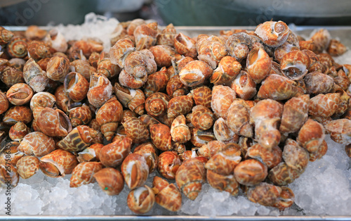 Fresh Spiral babylon snail on ice at local market in Thailand. photo