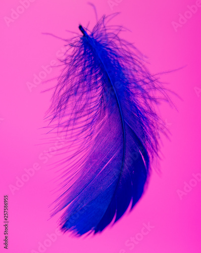 Blue feather isolated on pink background