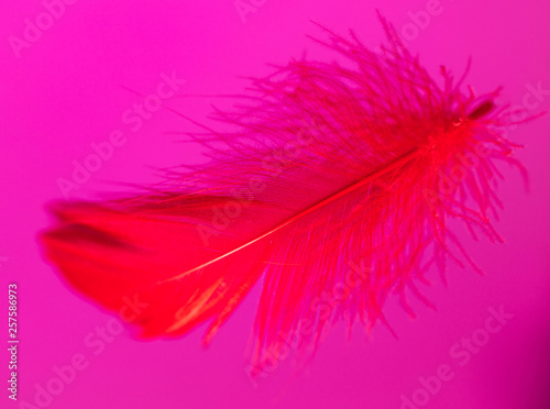 Red feather isolated on pink background © schankz