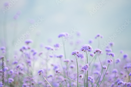 Beautiful purple flower background.