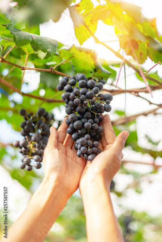 two hand with Ripe grapes in fall.