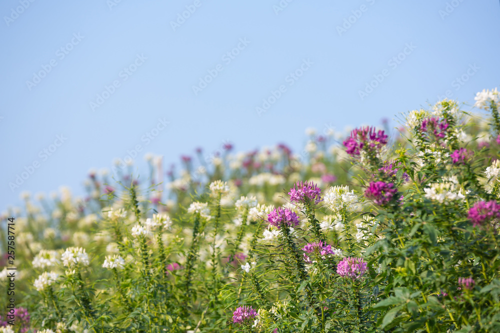 Obraz premium Beautiful colorful flower background.