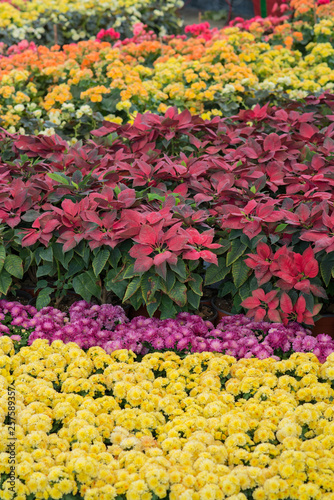 colourful flower in garden