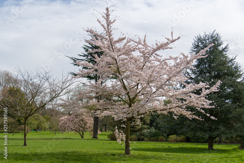 Apple Blossom tree in Bloom