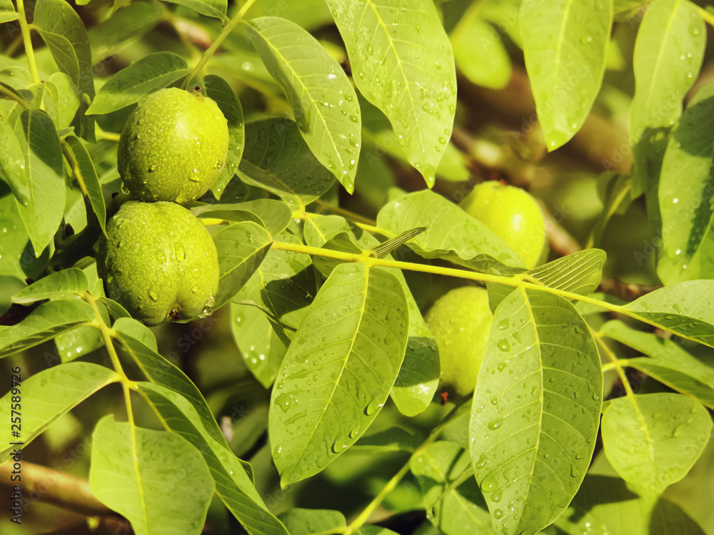 Green young walnuts ripen on branch of tree with green leaves after rain in sunny day. Concept of growing. Green young walnuts ripen on branch of tree with green leaves after rain in sunny day. Concept of growing.