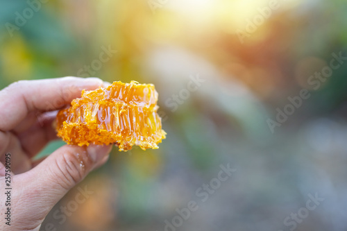 Honeycomb on hand.