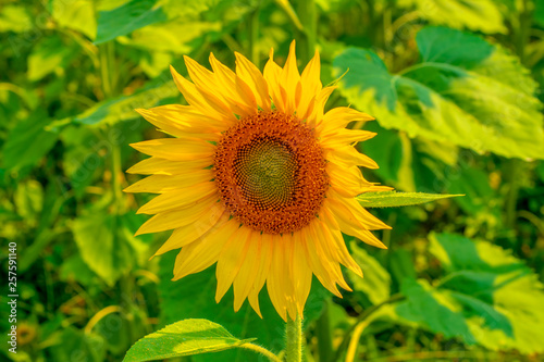 Sunflower field – stock image
