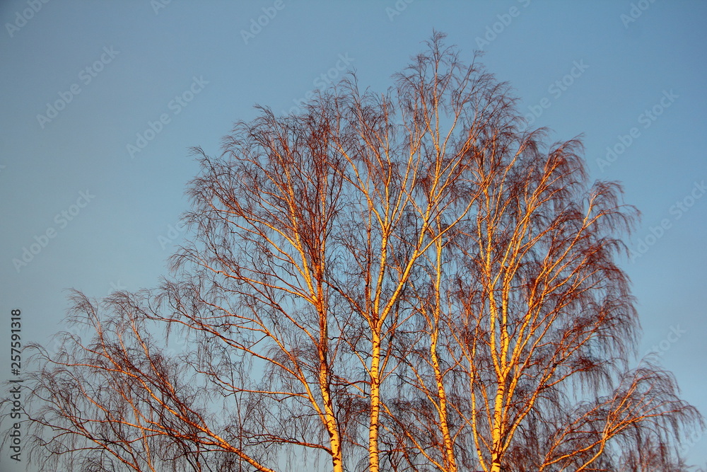 Birch crown without leaves against the blue sky on a spring evening Birch crown without leaves against the blue sky on a spring evening
