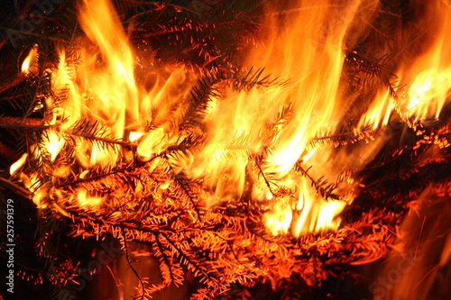 Night fire - fir tree branches in the flame closeup