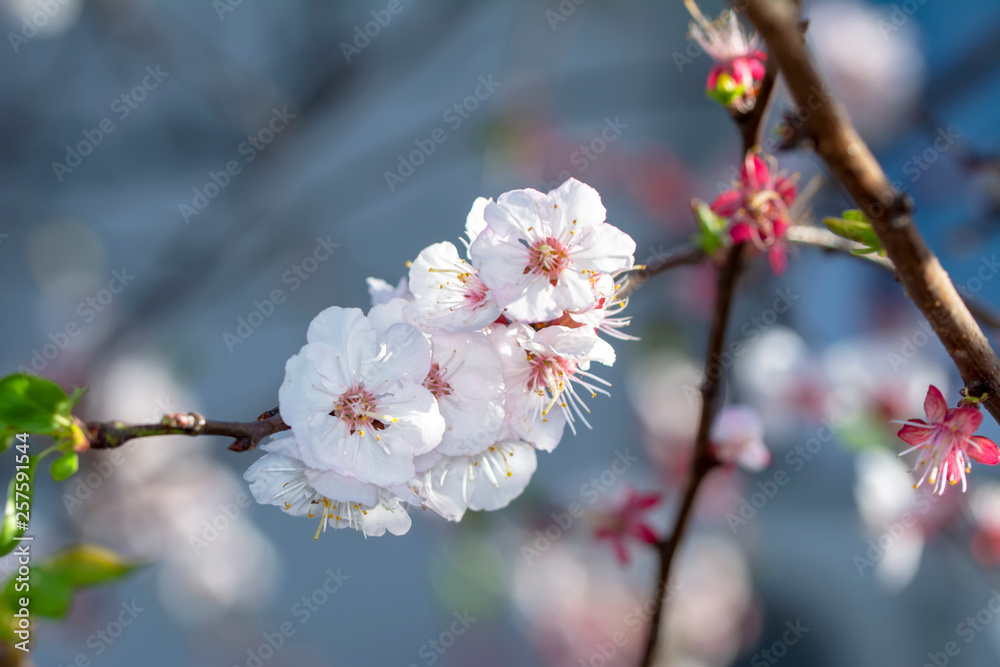 Beautiful floral spring abstract background of nature.