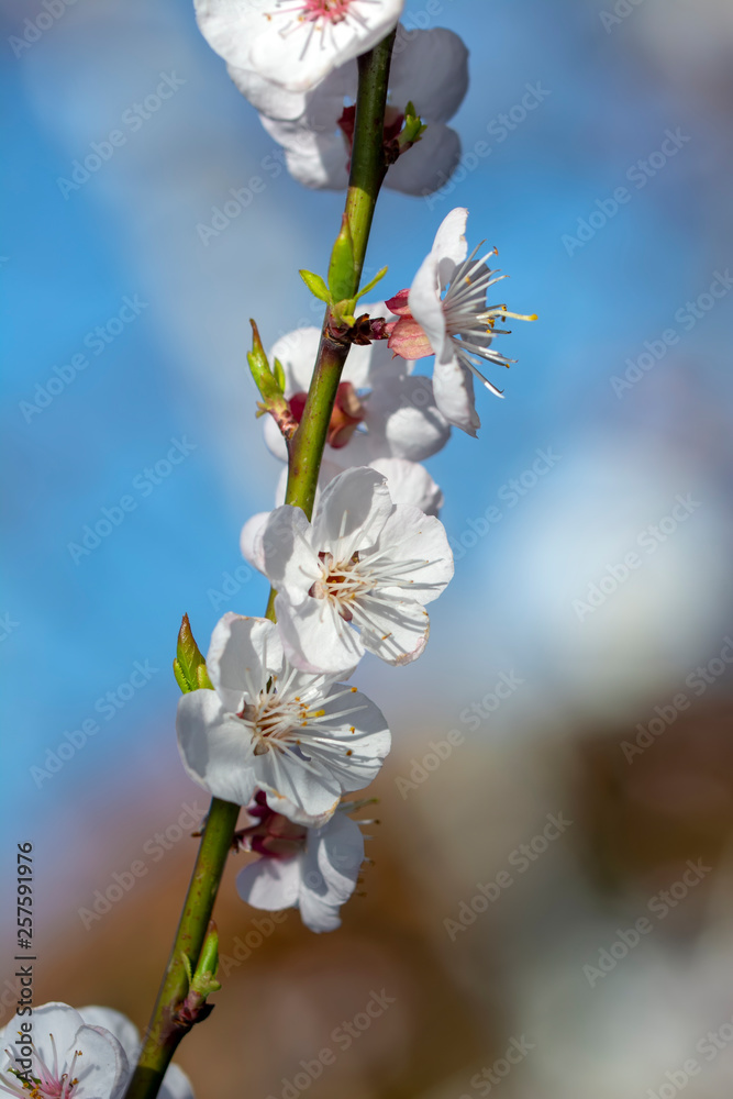 Beautiful floral spring abstract background of nature.
