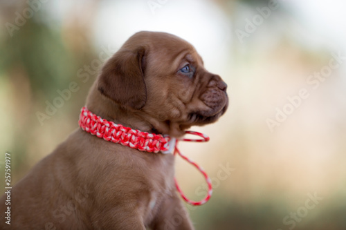 Bordeaux puppy in nature