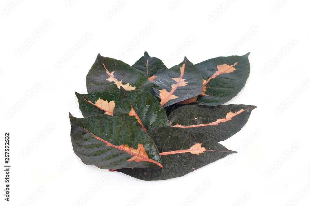 Fototapeta premium Pseuderanthemum atropurpureum.Treat constipation.Thai people prefer to be planted as general ornamental plants.