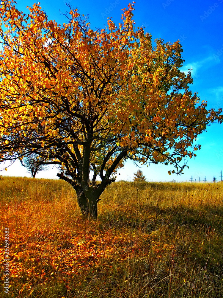 Lonely apricot tree in the golden colors of autumn