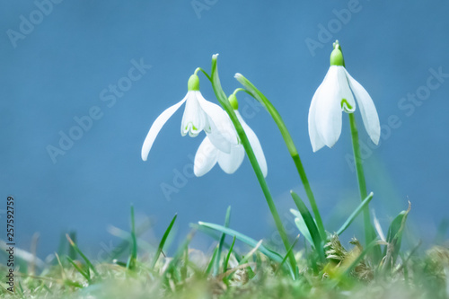 Three snowdrops flower heads on blue background.