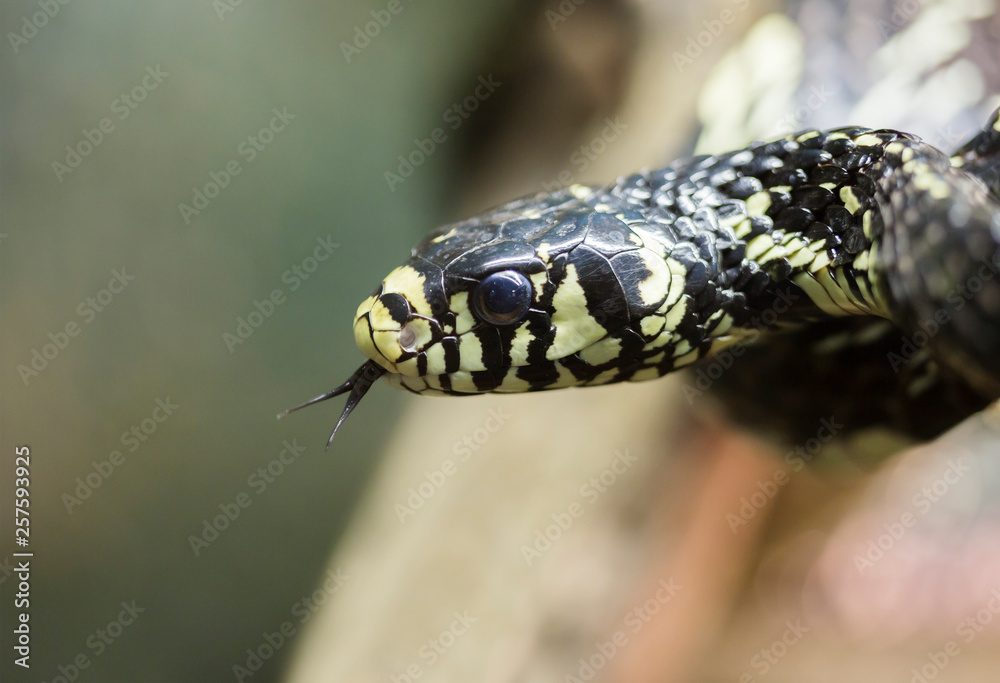 Chicken snake. Long, thin snake with large, keeled scales. Eyes big ...