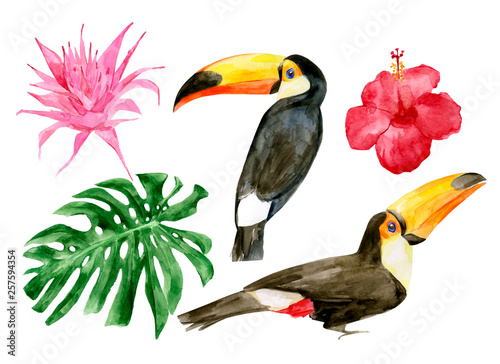 Watercolor portrait of toucans in the forest vector illustration. Exotic birds with tropical leaves with red flowers. Two wild keel-billed tucan with leaf. Nature travel in Costa Rica, wildlife.