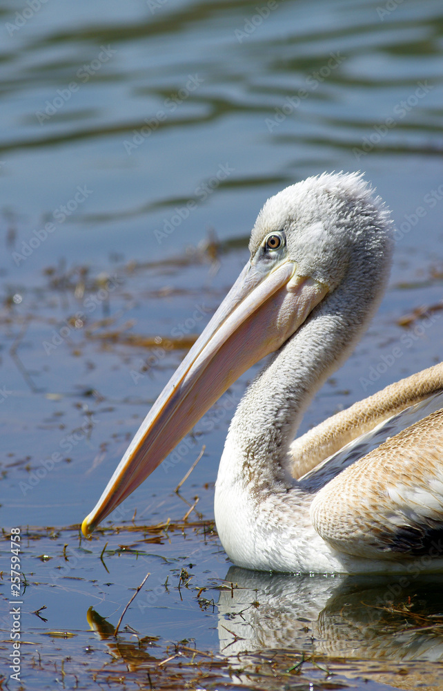 Pelicans catching fish near lake Hora,Ethiopia- February 2019 Pelicans catching fish near lake Hora,Ethiopia- February 2019