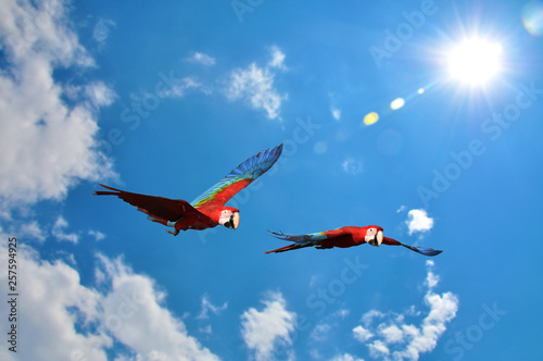 red and green macaw