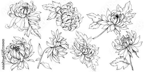 Vector Chrysanthemum floral botanical flowers. Black and white engraved ink art. Isolated flower illustration element.