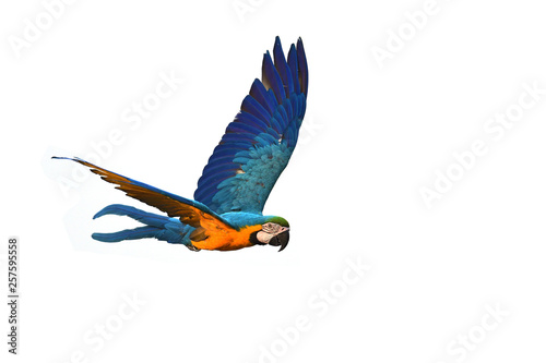 Blue and gold Macaw