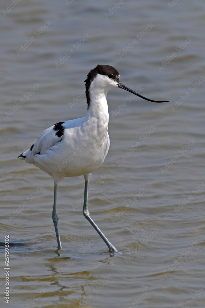 Pied Avocet Bird