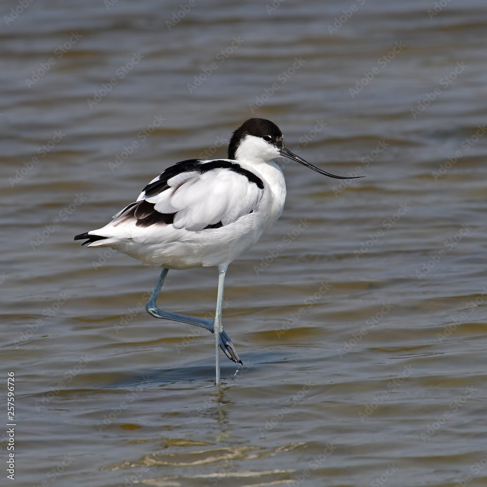 Obraz premium Pied Avocet Bird