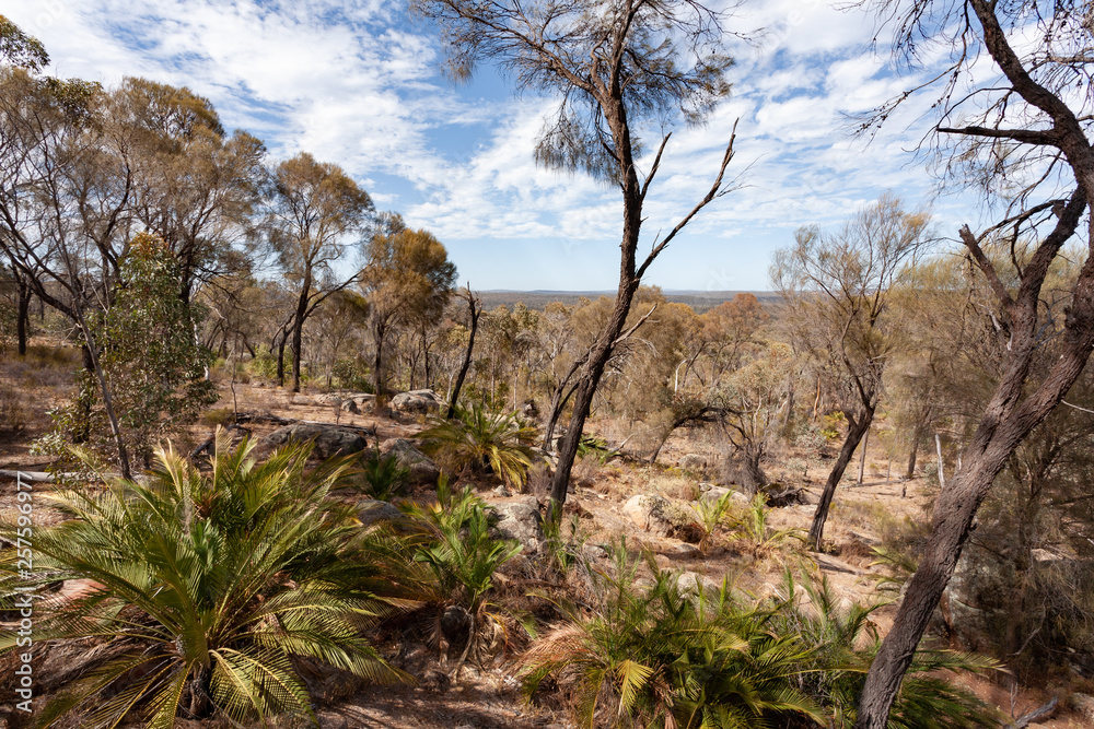 Dry Australian bush under a blue sky with white clouds Dry Australian bush under a blue sky with white clouds