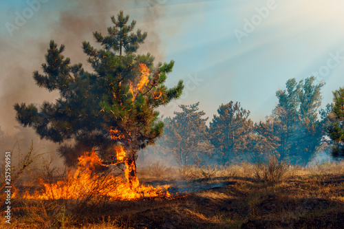Forest Fire, Wildfire burning tree in red and orange color.