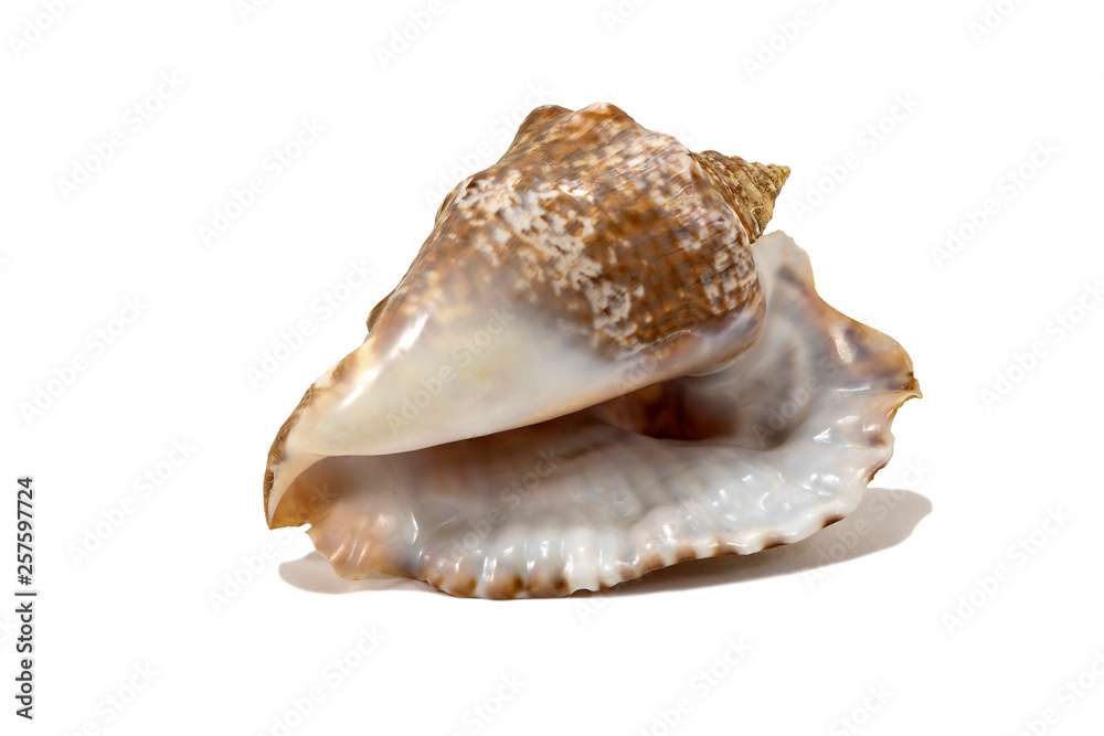 Old seashell isolated on a white background closeup Old seashell isolated on a white background closeup