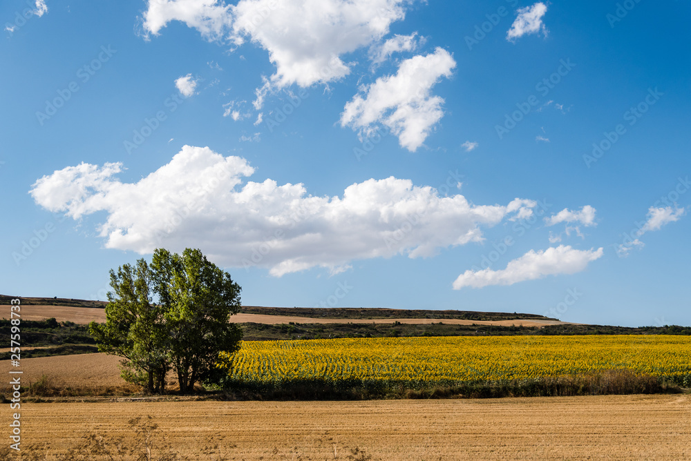 Fototapeta premium Landscape with sunflowers plantation in summer