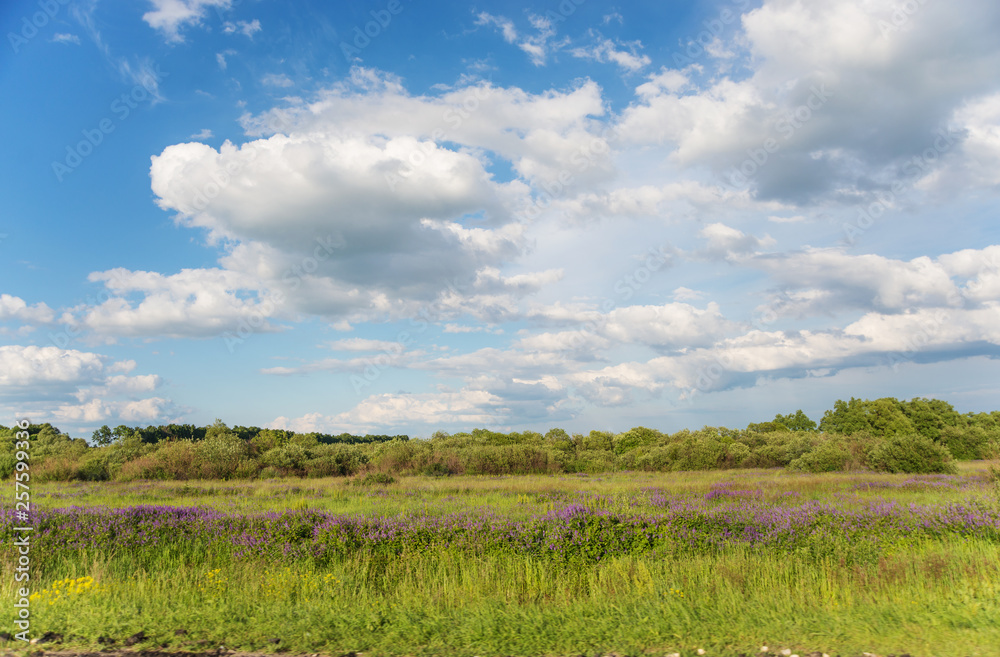 Obraz premium Beautiful summer landscape