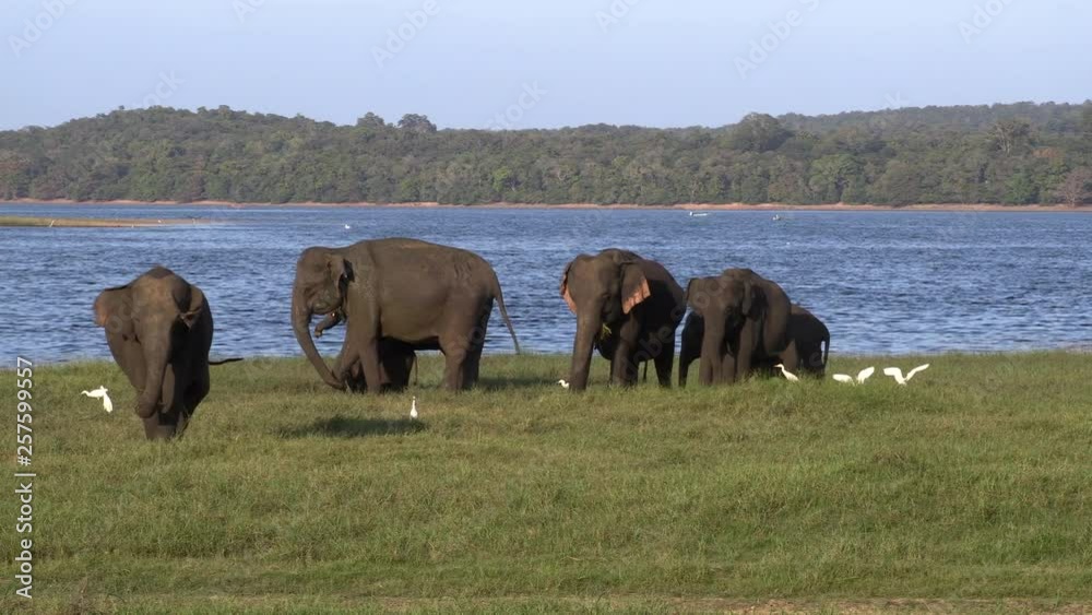 Wild elephants eating grass, Hurulu Eco Park, Sri Lanka.Hurulu Eco Park is a huge area of forest, grassland and lagoons Wild elephants eating grass, Hurulu Eco Park, Sri Lanka.Hurulu Eco Park is a huge area of forest, grassland and lagoons