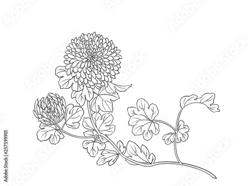 Digital illustration of chrysanthemum flowers, isolated.