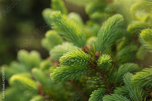 young needles of the christmas tree closeup, beautiful backlight