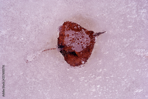 Dry red birch leaf frozen in ice surface with bubbles, top view