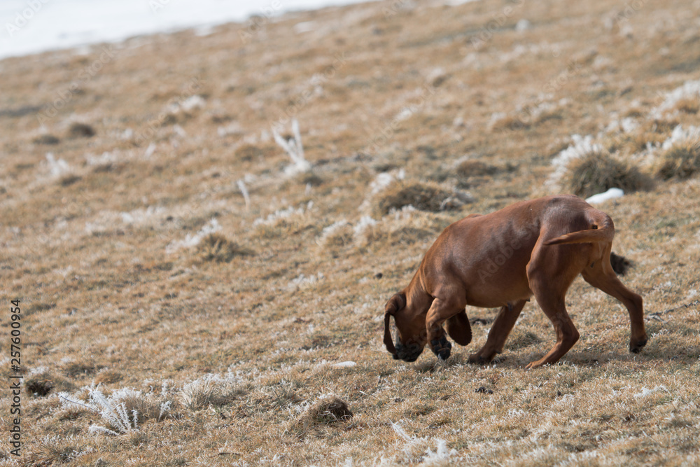 Fototapeta premium Bavarian bloodhound | Bayerischer Gebirgsschweisshund