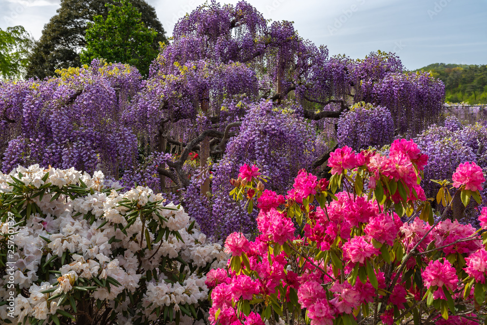 Beautiful full bloom of Wisteria blossom trees, Double cherry blossoms ...