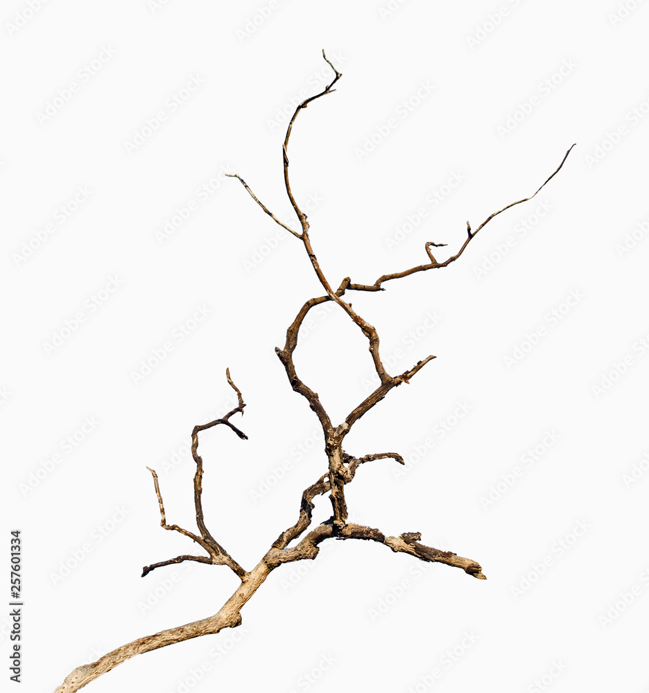 close up of dry branch close up of dry branch