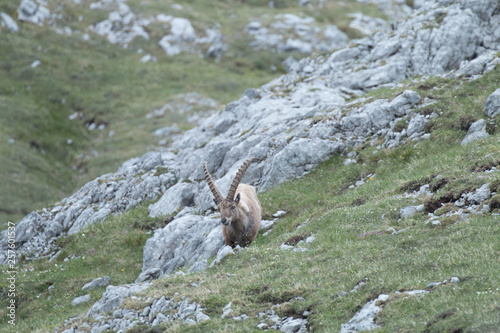 Capricorn   Capra ibex    Steinbock