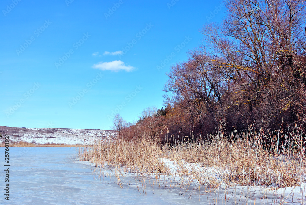 Yellow dry reeds on lake covered with ice bank with willow trees without leaves covered with snow, blue cloudy sky background Yellow dry reeds on lake covered with ice bank with willow trees without leaves covered with snow, blue cloudy sky background