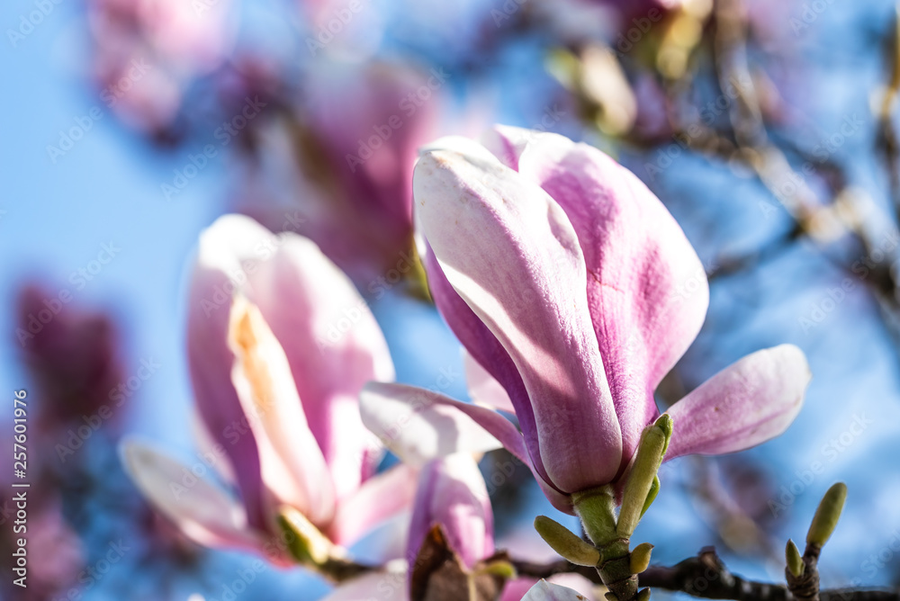 Fototapeta premium Rosa blühende Magnolien