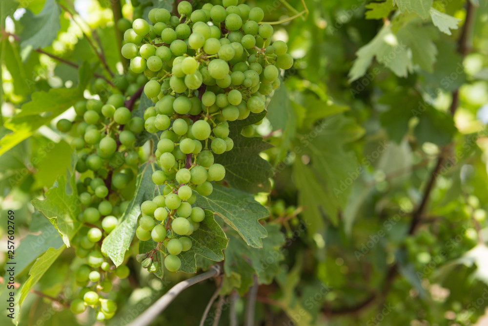 custom made wallpaper toronto digitalVineyards, vine, green grapes ripen, close-up, concept