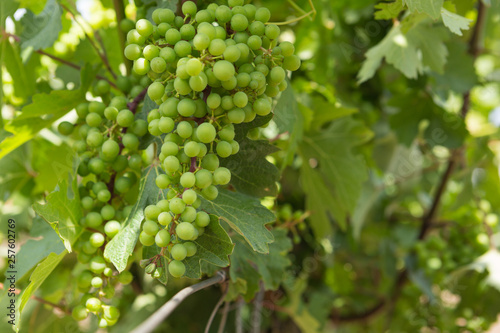 Vineyards, vine, green grapes ripen, close-up, concept
