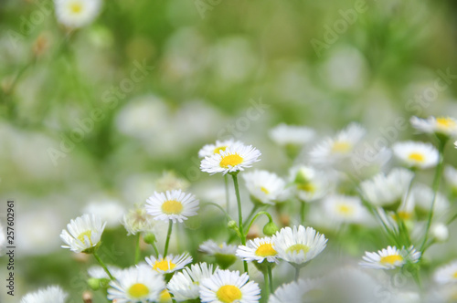 daisy flowers in field