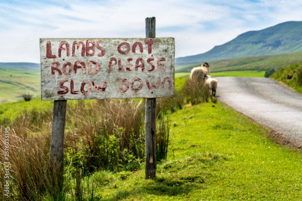 Sign: Lambs on Road please slow down, with sheep near the road, seen near Halton Gill, North Yorkshire, England, UK