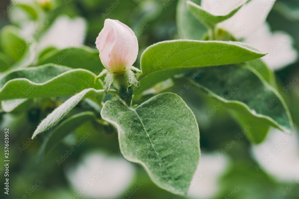 Quince close up bloom in spring Quince close up bloom in spring
